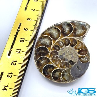 فسیل آمونیت کلکسیونی