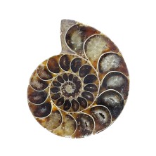 سنگ آمونیت فسیل طبیعی آمونیت