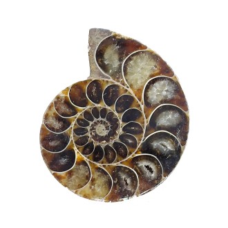 سنگ آمونیت فسیل طبیعی آمونیت