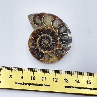 سنگ آمونیت فسیل طبیعی آمونیت