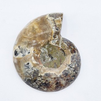 سنگ آمونیت فسیل طبیعی آمونیت