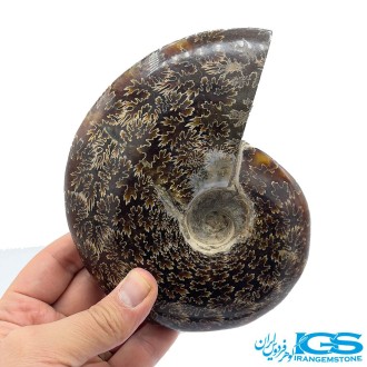 سنگ آمونیت فسیل طبیعی آمونیت