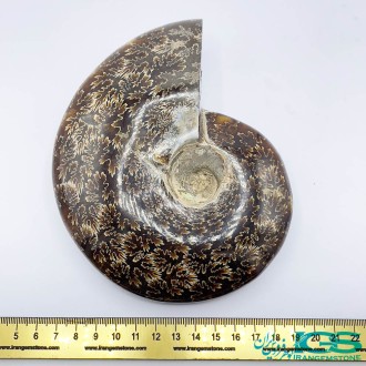 سنگ آمونیت فسیل طبیعی آمونیت