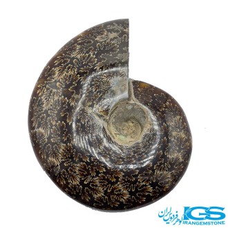 سنگ آمونیت فسیل طبیعی آمونیت
