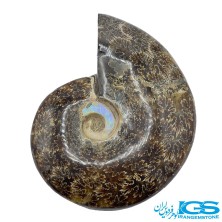 سنگ آمونیت فسیل طبیعی آمونیت
