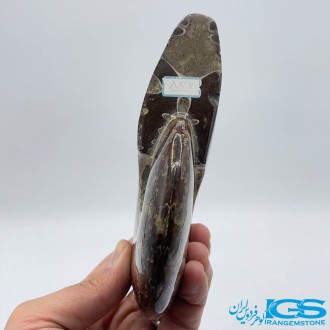 سنگ آمونیت فسیل طبیعی آمونیت