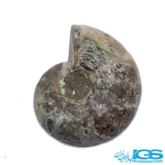 سنگ آمونیت