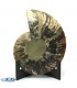فسیل کلکسیونی آمونیت fossil ammonite
