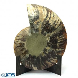 فسیل کلکسیونی آمونیت fossil ammonite