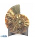 فسیل کلکسیونی آمونیت fossil ammonite