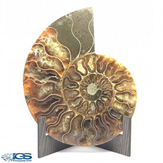 فسیل کلکسیونی آمونیت fossil ammonite