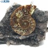 آویز فسیل کلکسیونی آمونیت fossil ammonite