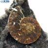 آویز فسیل کلکسیونی آمونیت fossil ammonite