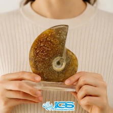 فسیل آمونیت پاکساز انرژی