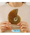 فسیل آمونیت پاکساز انرژی