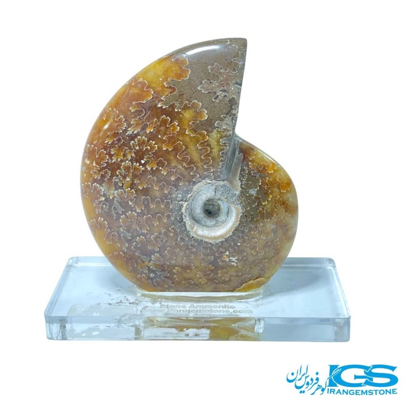 فسیل آمونیت پاکساز انرژی