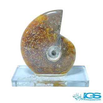 فسیل آمونیت پاکساز انرژی