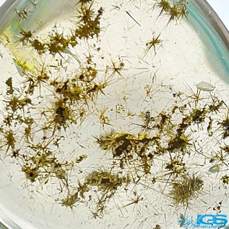 گردنبند سنگ روتیل طلایی