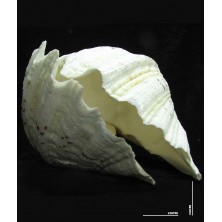 صدف دو کفه یی