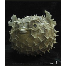 صدف ماهی پفکی