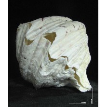 صدف دوکفه یی کد 2