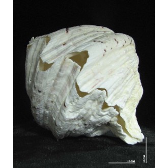 صدف دوکفه یی کد 2