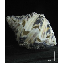 صدف دوکفه یی کد 3