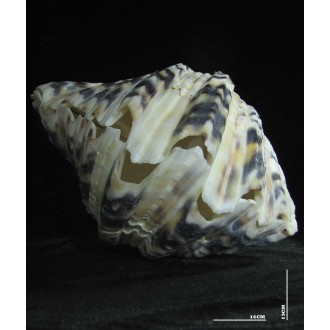 صدف دوکفه یی کد 3