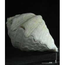 صدف دوکفه یی کد 4