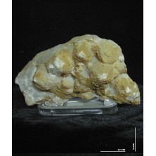 کوارتز کلکسیونی کد 8