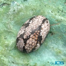 سنگ فسیل پوست مار نگین جواهری Snake fossil