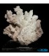 سنگ آراگونیت کلیکسیونی aragonite