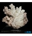 سنگ آراگونیت سفید کلیکسیونی طرح مرجانی aragonite