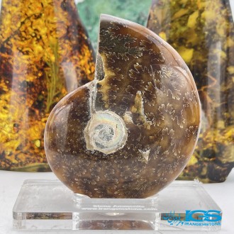 فسیل آمونیت دفع انرژی منفی fossil ammonite