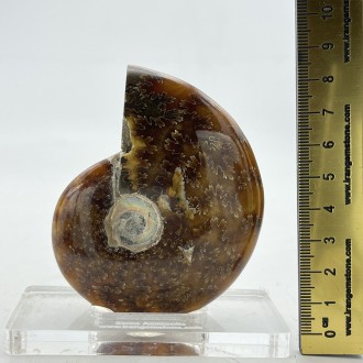 فسیل آمونیت دفع انرژی منفی fossil ammonite