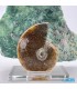 فسیل آمونیت دفع انرژی منفی fossil ammonite