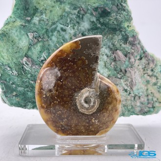 فسیل آمونیت دفع انرژی منفی fossil ammonite