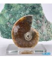 فسیل آمونیت دفع انرژی منفی fossil ammonite