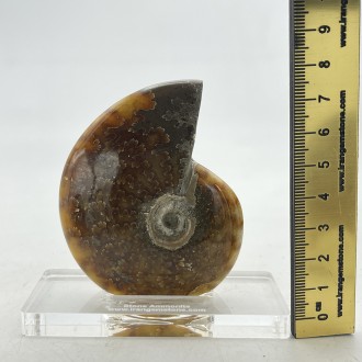 فسیل آمونیت دفع انرژی منفی fossil ammonite