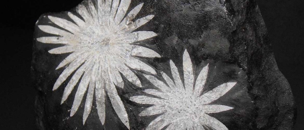 خواص سنگ گل داودی Chrysanthemum Stone